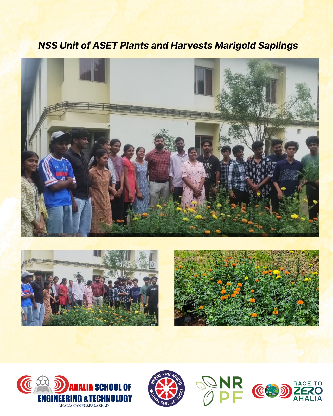 NSS Unit of ASET Plants and Harvests Marigold Saplings